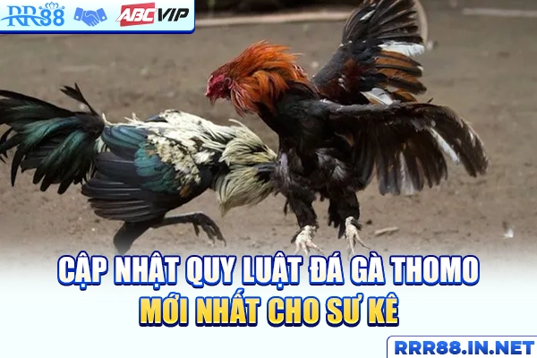 Cập nhật quy luật đá gà Thomo mới nhất cho sư kê