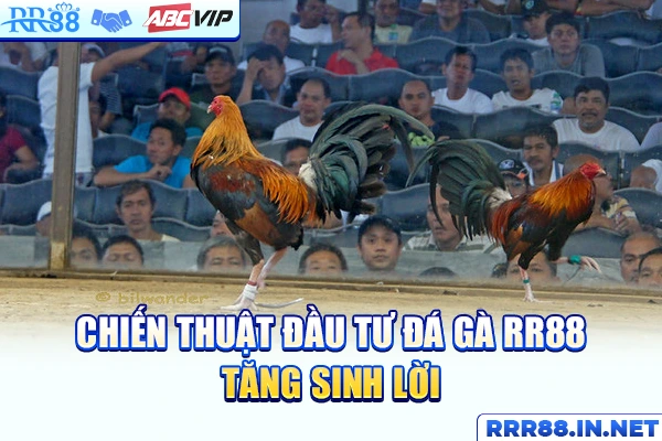 Chiến thuật đầu tư Đá gà RR88 tăng sinh lời