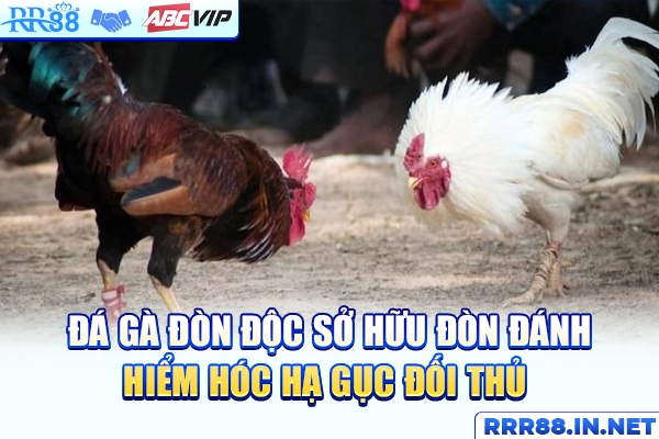 Đá Gà Đòn Độc Sở Hữu Đòn Đánh Hiểm Hóc Hạ Gục Đối Thủ