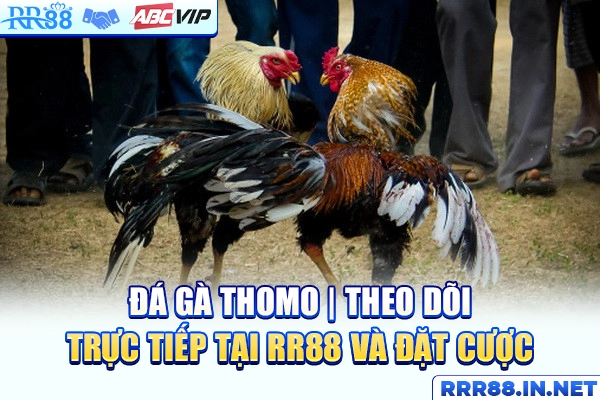 Đá Gà Thomo | Theo Dõi Trực Tiếp Tại RR88 Và Đặt Cược