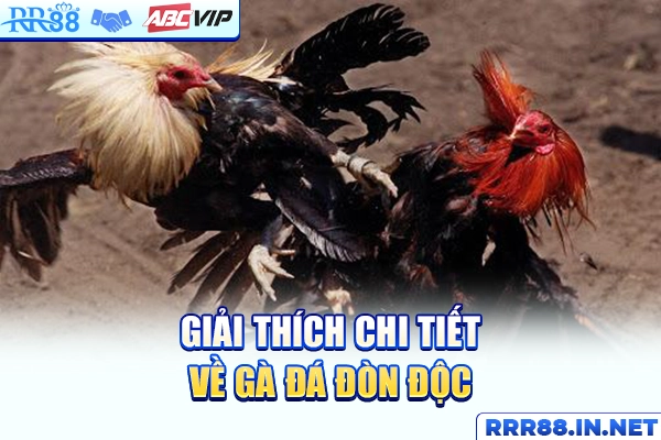 Giải thích chi tiết về gà đá đòn độc