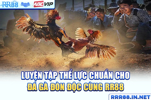 Luyện tập thể lực chuẩn cho gà đá đòn độc