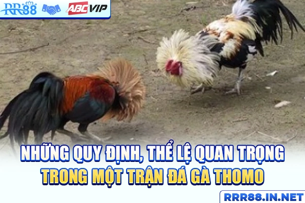 Những quy định, thể lệ quan trọng trong một trận đá gà Thomo